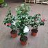 Camellia japonica