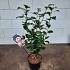 Camellia japonica