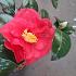 Camellia japonica