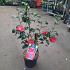 Camellia japonica