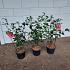 Camellia japonica