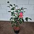 Camellia japonica