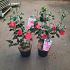 Camellia japonica