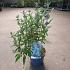Caryopteris cland. Grand Bleu