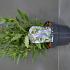 Caryopteris cland. Grand Bleu