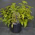Caryopteris cland. Hint of Gold