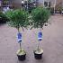 Ceanothus impressus 'Victoria'