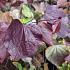 Cercis can. 'Forest Pansy'