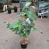 Clerodendrum trichotomum