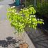 Cornus k. 'China Girl'