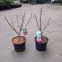Cotinus cog. 'Young Lady'