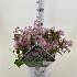 Deutzia Yuki 'Cherry Blossom'
