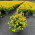 Euonymus jap. Goldmine