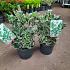 Euonymus jap. 'Kathy'