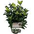 Euonymus jap. Pierrolino