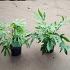 Fatsia jap. 'Green Fingers'
