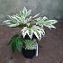 Fatsia jap. 'Spider's Web'