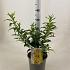 Forsythia int. Mikador