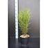 Frangula alnus Fine Line