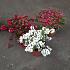 Gaultheria mucronata