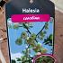 Halesia carolina