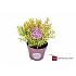 Hebe 'Goldrush'