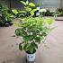 Hydrangea a. Strong Annabelle
