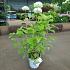 Hydrangea a. Strong Annabelle