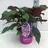 Hydrangea aspera 'Hot Chocolate'
