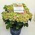 Hydrangea macr. Magical Four Seasons Mix 