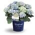 Hydrangea macr. Magical Four Seasons Mix 