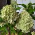 Hydrangea pan. 'Limelight'