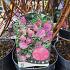 Hydrangea pan. Sundae Fraise