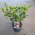 Hydrangea pan. Sundae Fraise