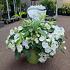 Hydrangea Runaway Bride