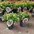 Hypericum inod. Magical Mix