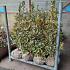 Ilex altacl. 'Golden King'
