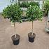 Ilex aq. 'J.C. van Tol'