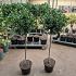 Ilex aq. 'J.C. van Tol'