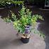 Lespedeza bicolor 'Summer Beauty'
