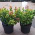 Leucothoe axillaris 'Curly Red'