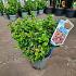 Leucothoe axillaris 'Curly Red'