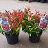 Leucothoe Scarletta