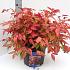 Nandina d. Blush Pink