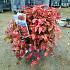 Nandina d. Blush Pink