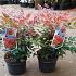 Nandina d. Obsessed