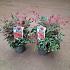 Nandina d. Obsessed