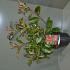 Photinia fraseri 'Camilvy'