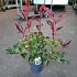 Photinia fraseri 'Camilvy'
