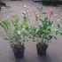 Photinia fraseri 'Little Red Robin'
